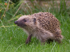 The Conversation - Hedgehogs 1 - Web