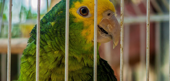 a bird sitting on top of a parrot