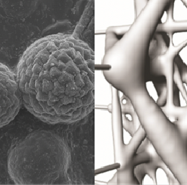 Image shows research images from Biodesign for Bioeconomy MDRT