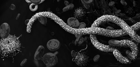 a group of stuffed animals