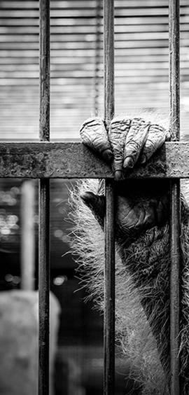 a close up of a cage