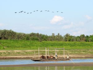 Caption: Llanos de Mojos by Ruth Dickau