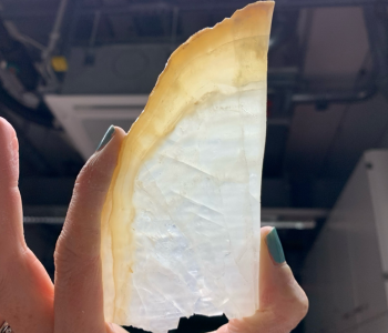 Caption: A thick section of stalagmite, taken from a cave SA09. Photo credit: Dr Monika Markowska