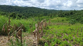 a large green field with trees in the background