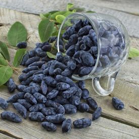 Haskap berries in glass