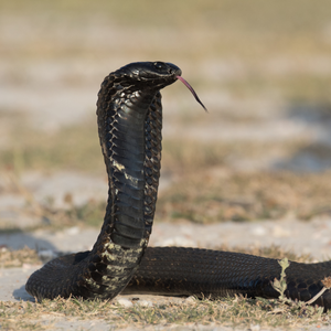 Black-necked spitting cobra