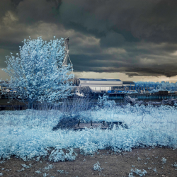 a photo of a tree taken using an infrared camera making the leaves appear light blue and the backrgound dark grey