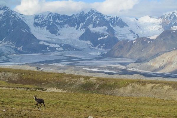 a horse with a mountain in the background