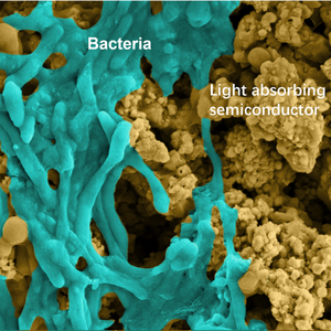 Photocatalyst sheet containing light-absorbing particles and bacteria