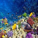 a group of colorful flowers