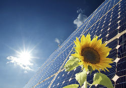 a close up of a sunflower
