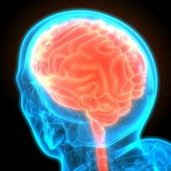 Researchers secure funds for brain health study on military veterans