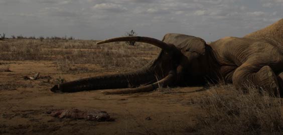 a cow standing on top of a dry grass field